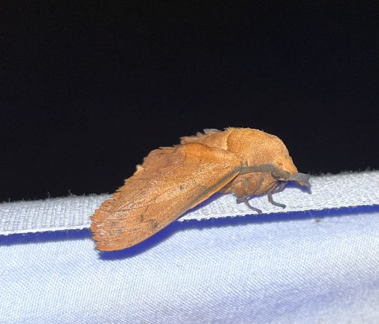 Gastropacha quercifolia - tölgylevélpohók