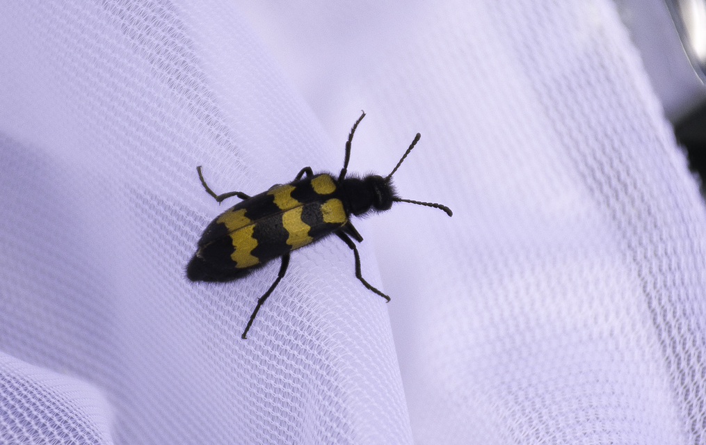 Mylabris variabilis - szalagos hólyaghúzó Mylabris variabilis - szalagos hólyaghúzó