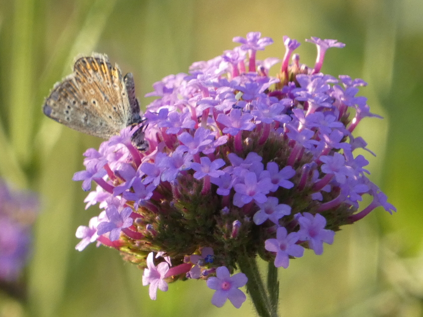 Polyommatus icarus - közönséges boglárka