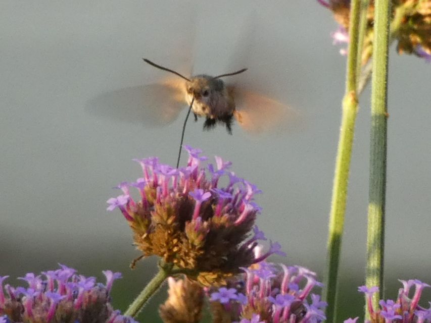 Macroglossum stellatarum - kacsafarkú szender