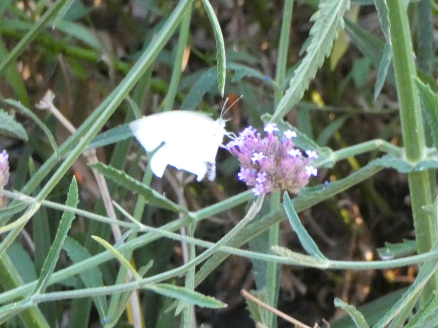Pieris rapae - répalepke