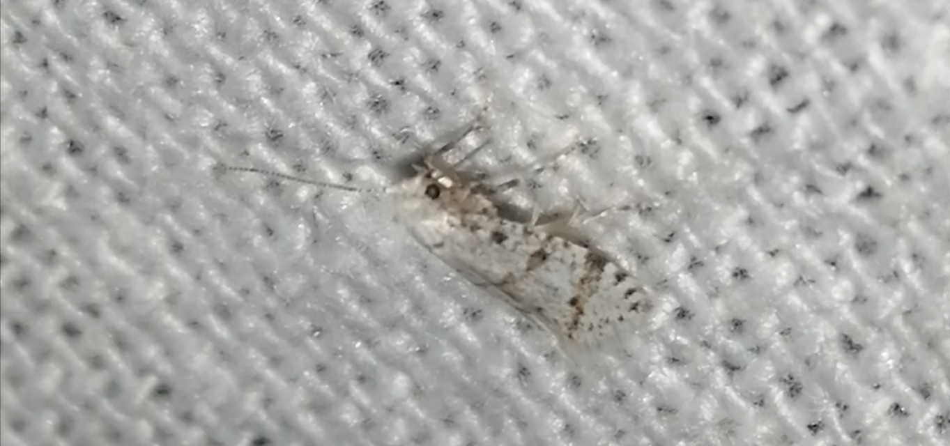 Scythropia crataegella - galagonya-pókhálósmoly