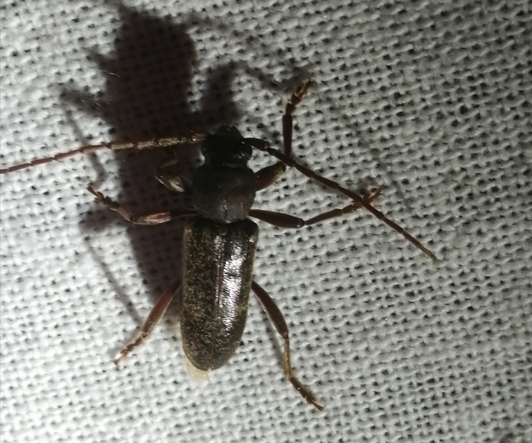 Trichoferus campestris - szállóvendég éjicincér
