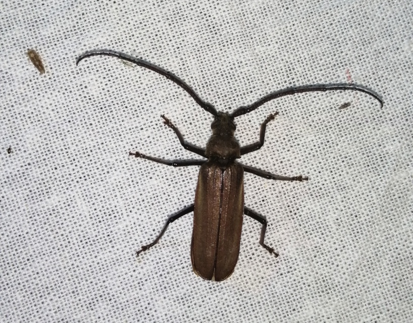 Aegosoma scabricorne - diófacincér
