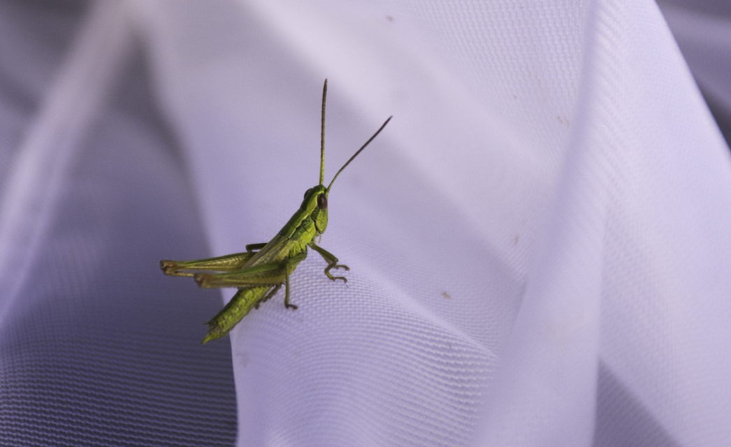 Euthystira brachyptera - smaragdzöld sáska
