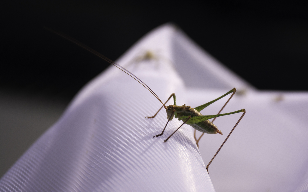 Leptophyes albovittata - közönséges virágszöcske