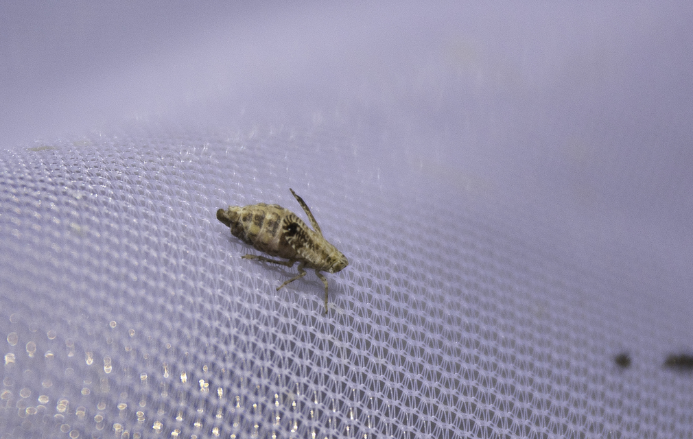 Delphacinae