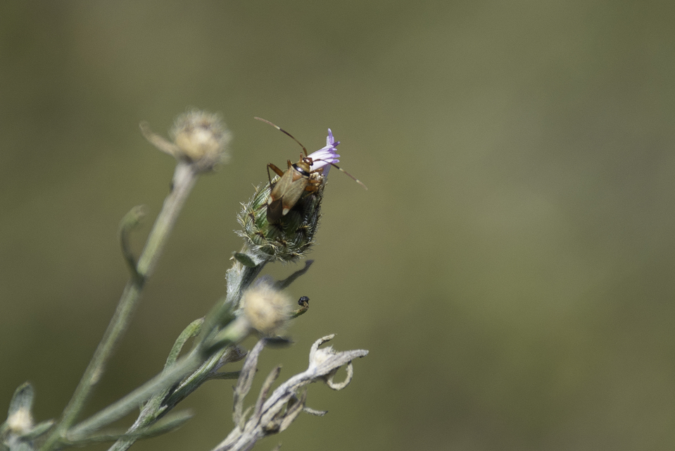 Adelphocoris vandalicus - feketevállú mezeipoloska