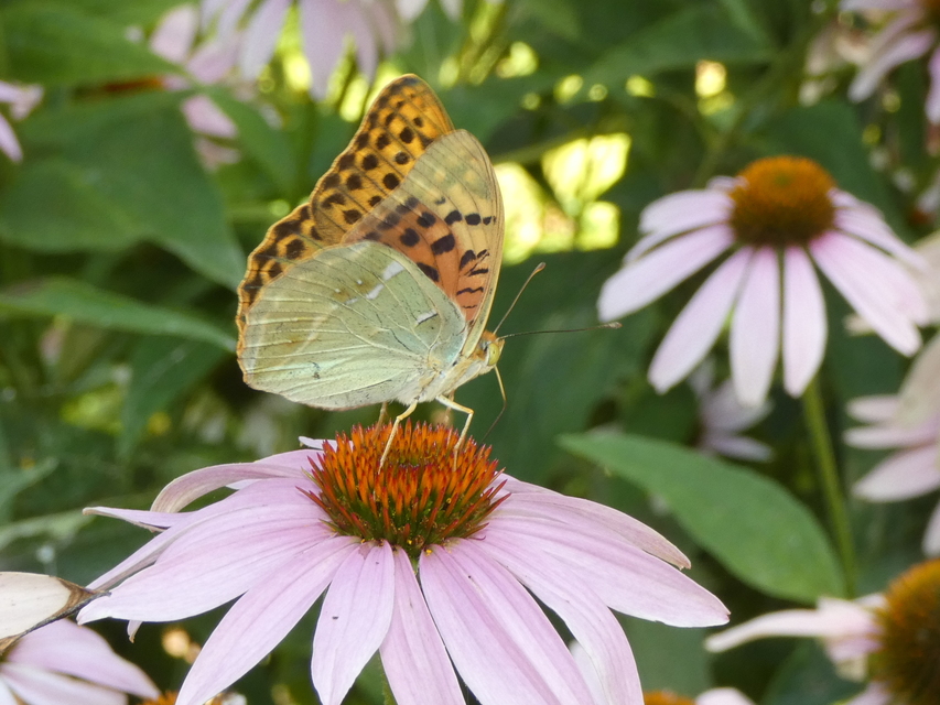 Argynnis pandora - zöldes gyöngyházlepke