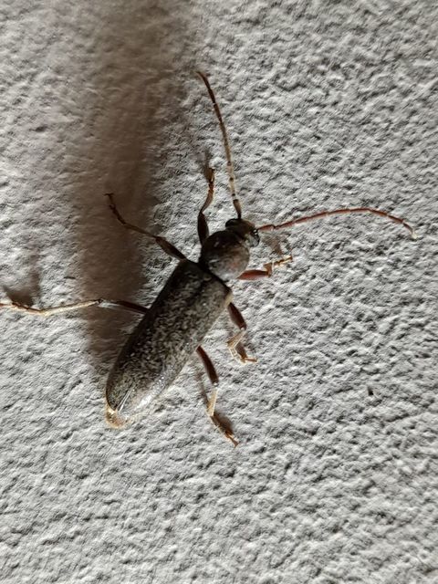 Trichoferus campestris - szállóvendég éjicincér