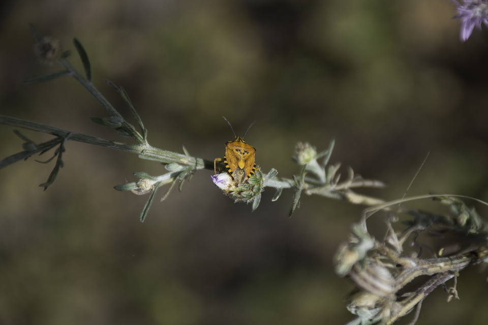 Carpocoris