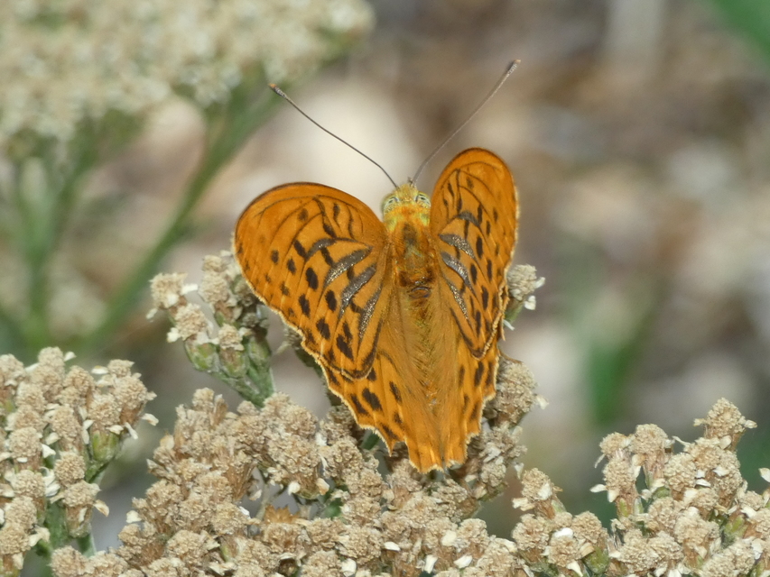 Argynnis paphia - nagy gyöngyházlepke
