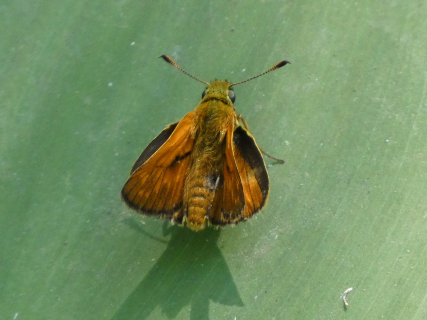 Ochlodes sylvanus - erdei busalepke