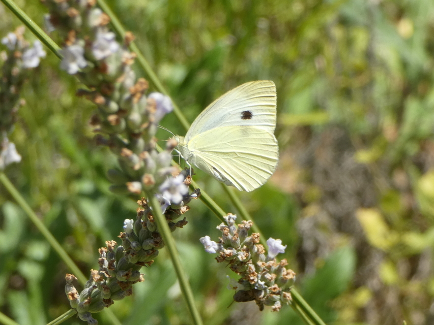 Pieris rapae - répalepke