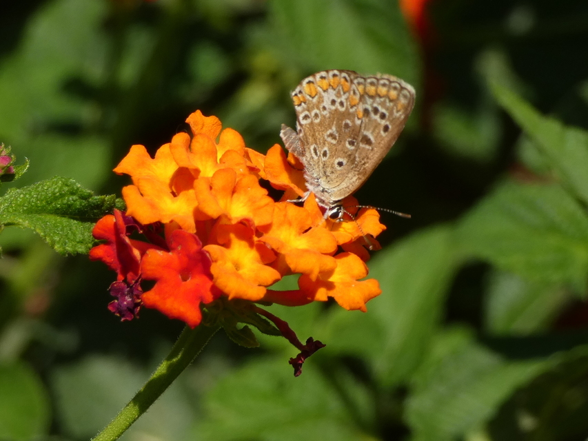 Polyommatus icarus - közönséges boglárka