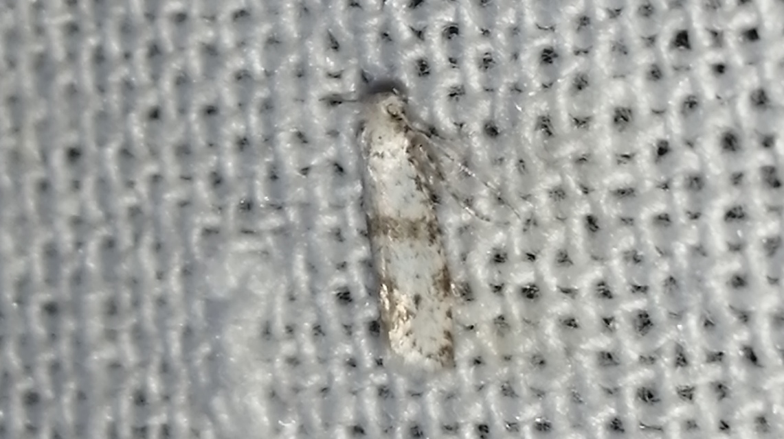 Scythropia crataegella - galagonya-pókhálósmoly
