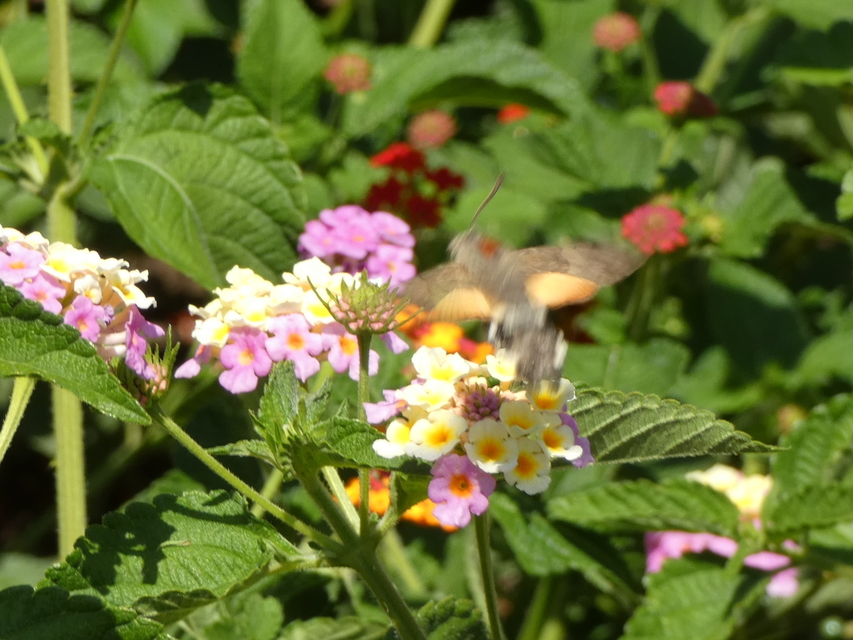 Macroglossum stellatarum - kacsafarkú szender