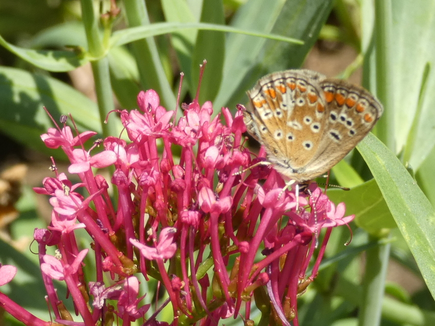 Aricia agestis - szerecsenboglárka