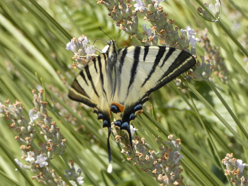 Iphiclides podalirius - kardoslepke