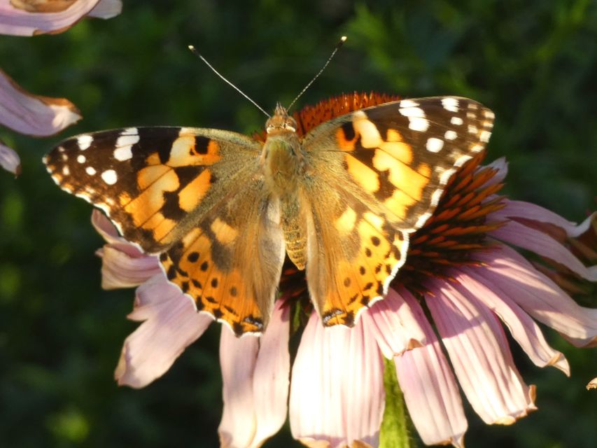 Vanessa cardui - bogáncslepke