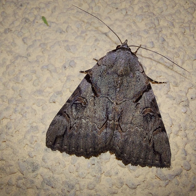 Catocala hymenaea - kökény-övesbagoly