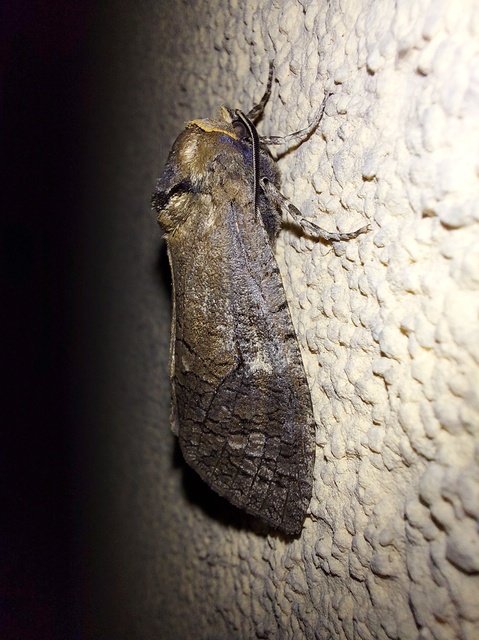 Cossus cossus - fűzfarontólepke