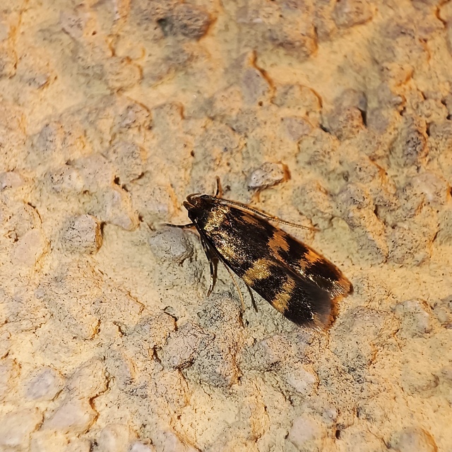 Oegoconia