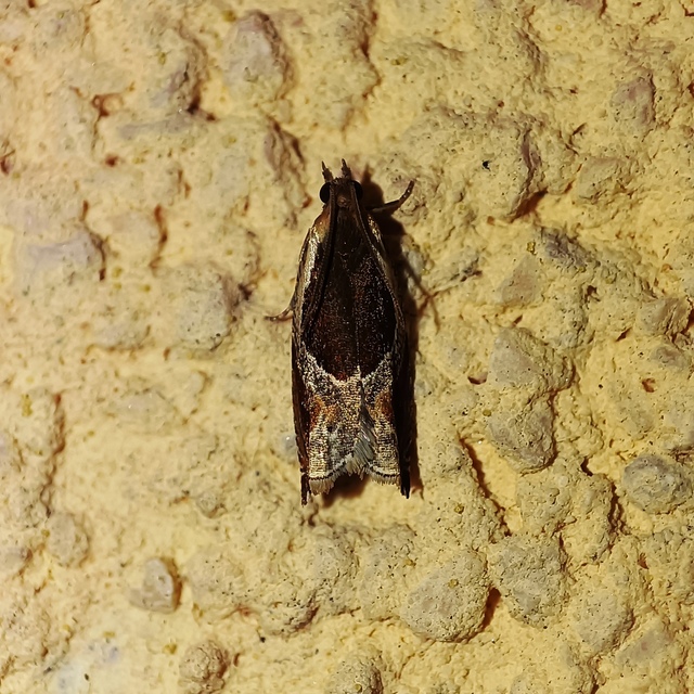 Ancylis unculana - szedersodró horgasmoly