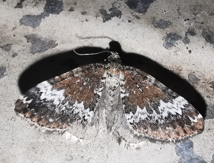 Perizoma alchemillata - árvacsalán-araszoló