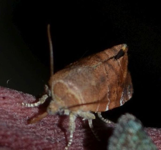 Cosmia affinis - barna lombbagoly