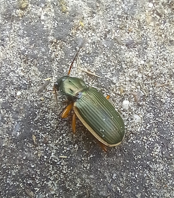 Chlaenius spoliatus - csupasz bűzfutó