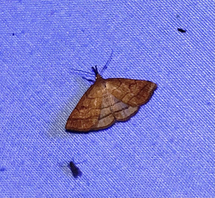 Polypogon gryphalis - láperdei karcsúbagoly