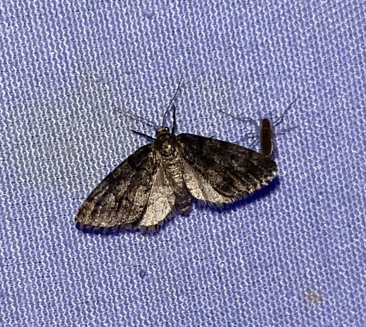 Tephronia sepiaria/Eumannia lepraria