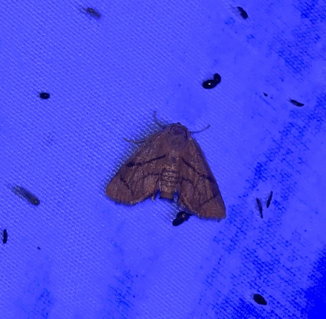 Apoda limacodes - kagylólepke