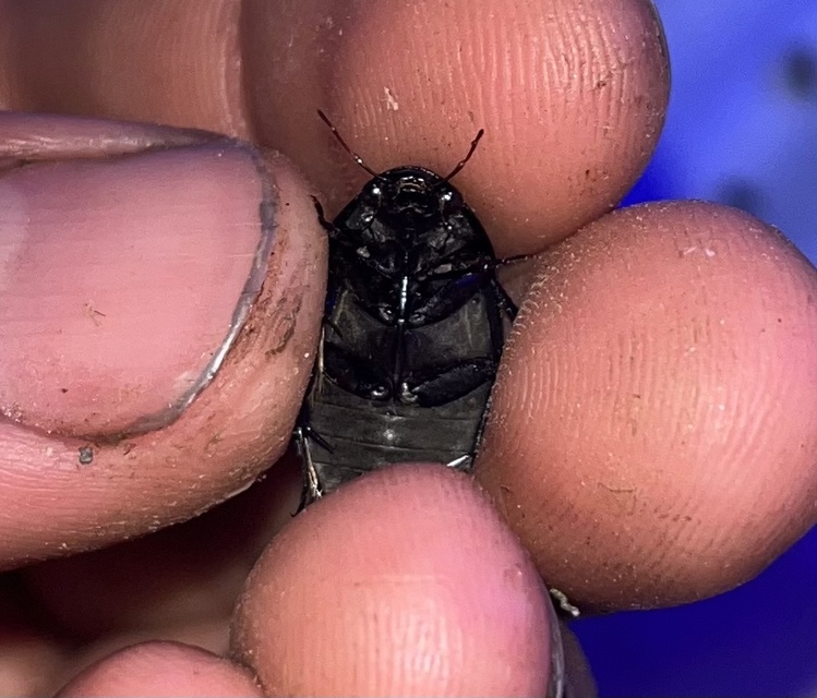 Hydrochara caraboides - kis csibor