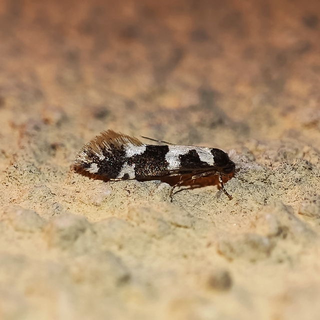 Neurothaumasia ankerella - magyarmoly