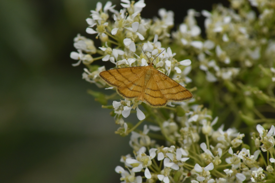 Idaea aureolaria - aranyos sávosaraszoló