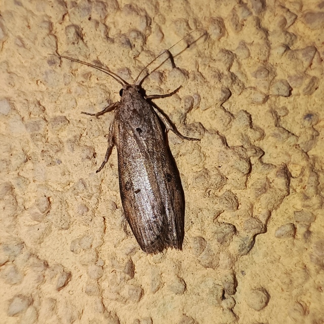 Lamoria