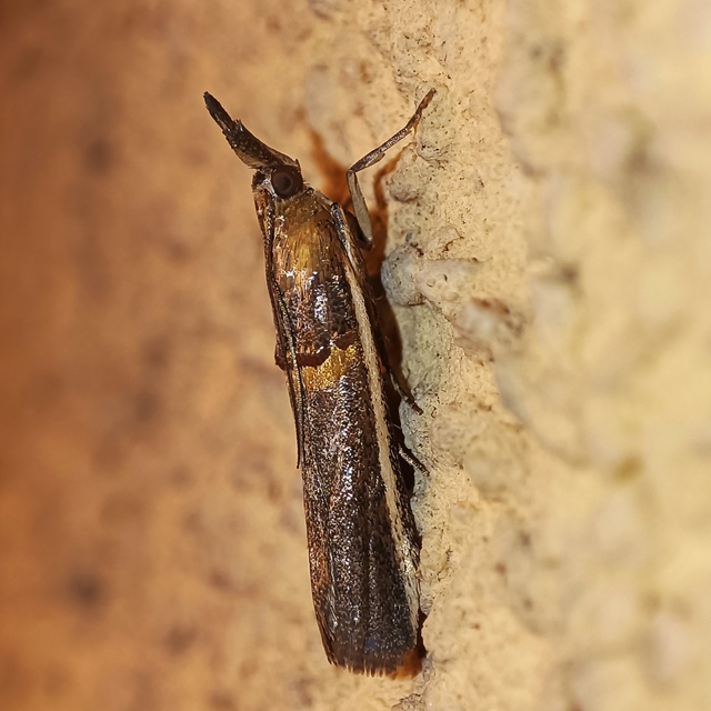 Etiella zinckenella - akácmoly