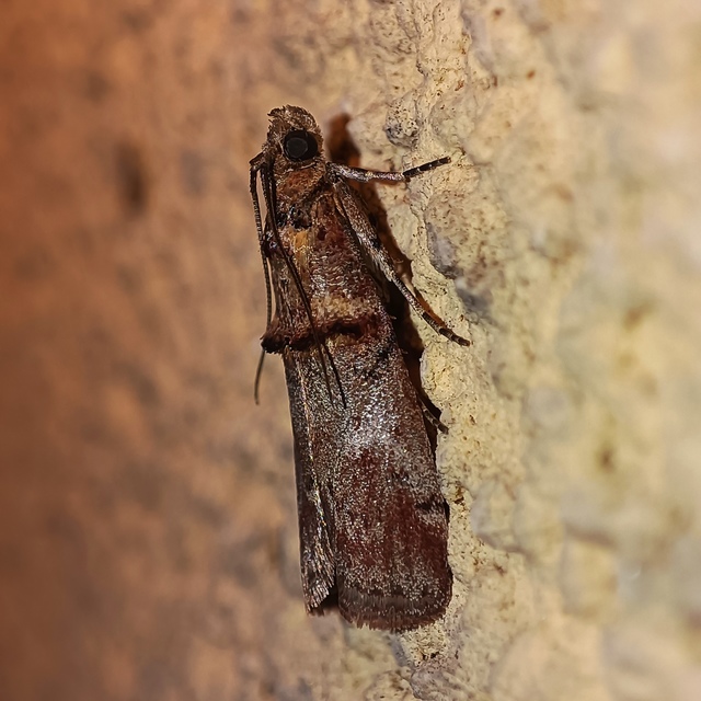 Trachonitis cristella - bokorrágó karcsúmoly