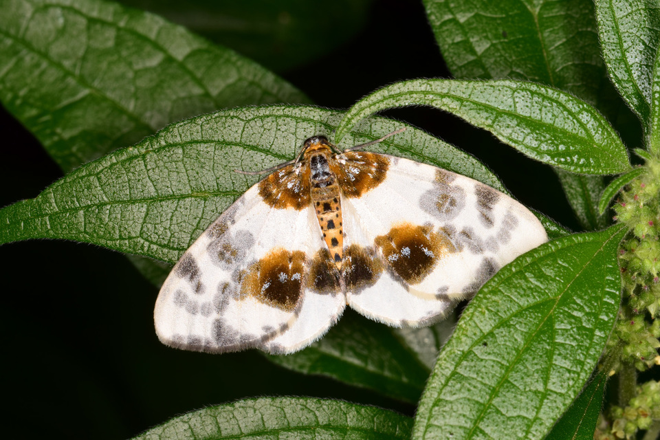 Abraxas sylvata - sárgafoltos araszoló