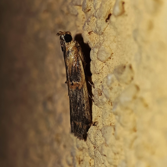 Etiella zinckenella - akácmoly