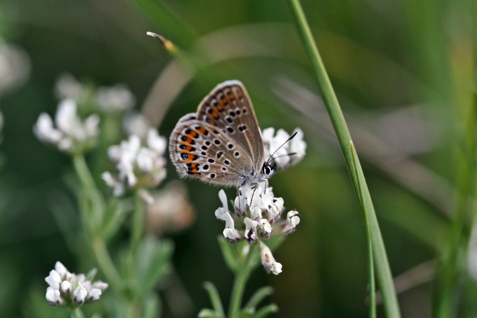 Plebejus argus - ezüstös boglárka