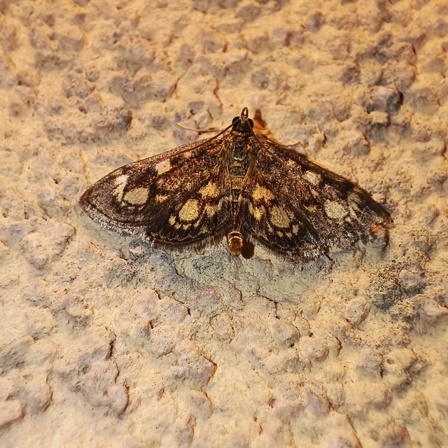 Anania coronata - koronás dudvamoly