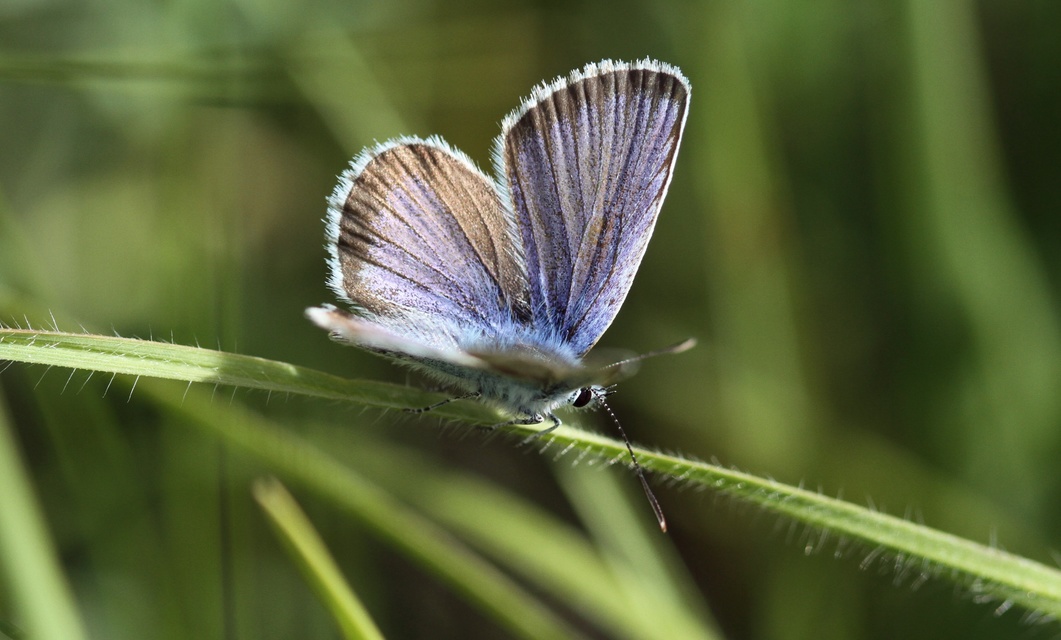 Plebejus argus - ezüstös boglárka