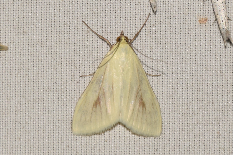 Sitochroa palealis - kénszárnyú dudvamoly