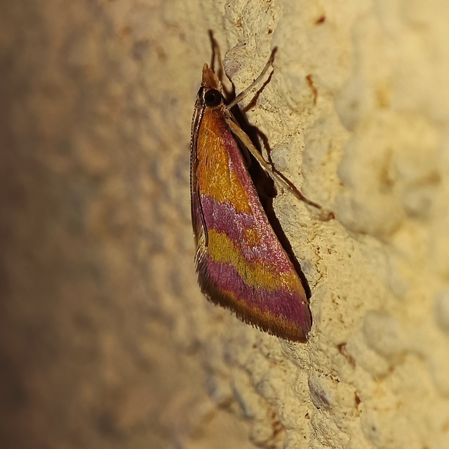 Pyrausta sanguinalis/virginalis