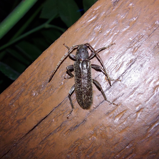 Trichoferus campestris - szállóvendég éjicincér