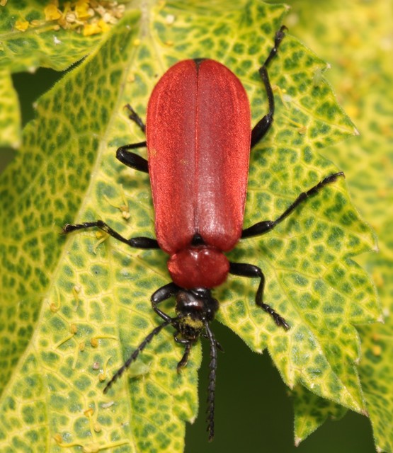 Pyrochroa coccinea - nagy bíborbogár