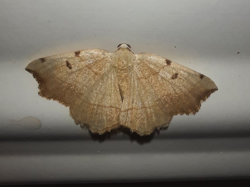 Eilicrinia trinotata - háromjegyű araszoló